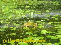 /home//u458753944/public_html/sourcegallery////////////Frogs/More bullfrogs/P7251194.JPG